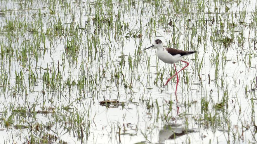 Un camallarg caminant entre els aiguamolls de l&#039;Empordà, aquest dissabte |