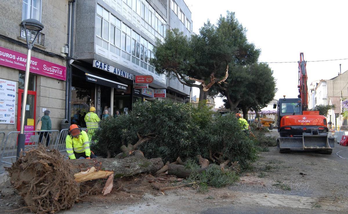 Las acacias enermas de la Avenida do Parque fueron taladas este martes. | BERNABÉ/JAVIER LALÍN