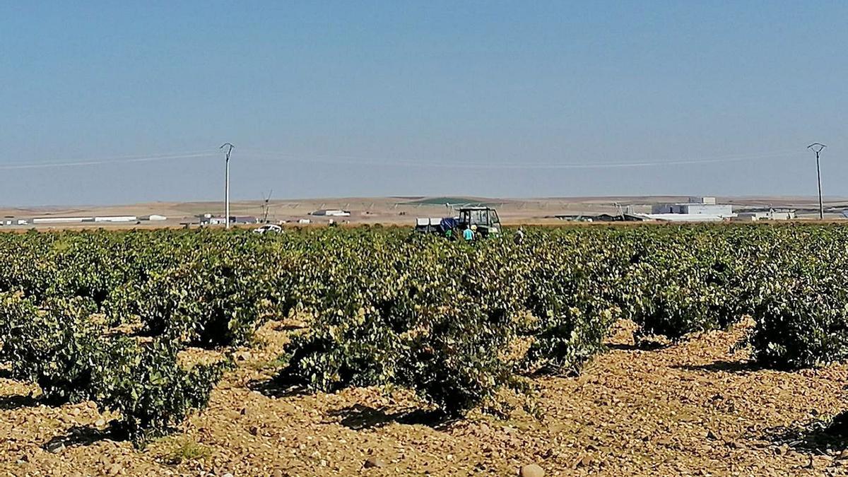 Viticultores recolectan uvas en una parcela de viñedo inscrita en la Denominación de Origen Toro. | M. J. C.