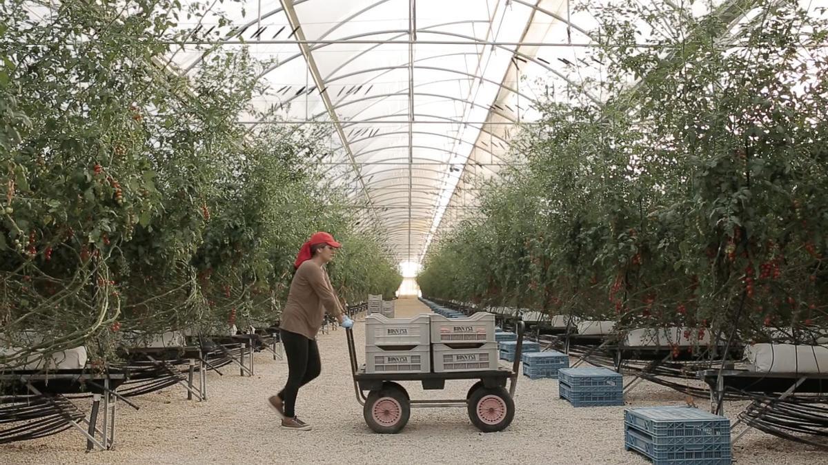 Bonnysa tiene en marcha un programa de sostenibilidad que se concreta en tres plantas de cogeneración y biomasa