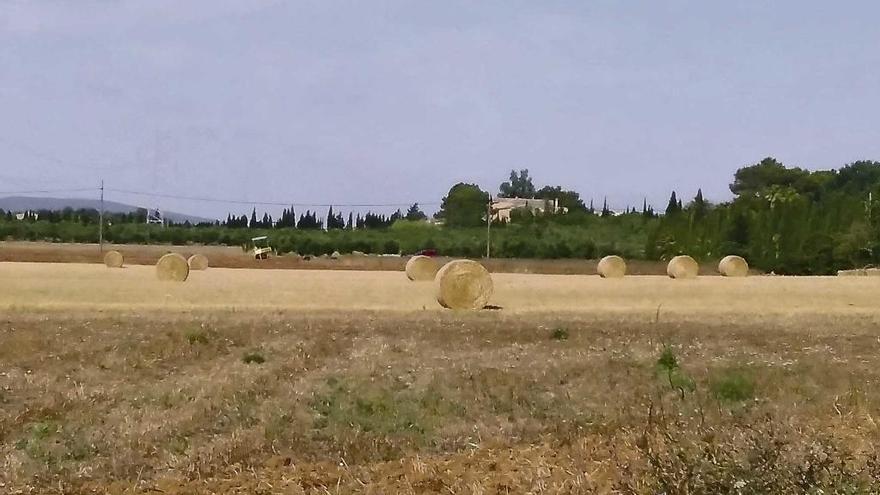 La cosecha de cebada y avena, muy superior a la del año pasado