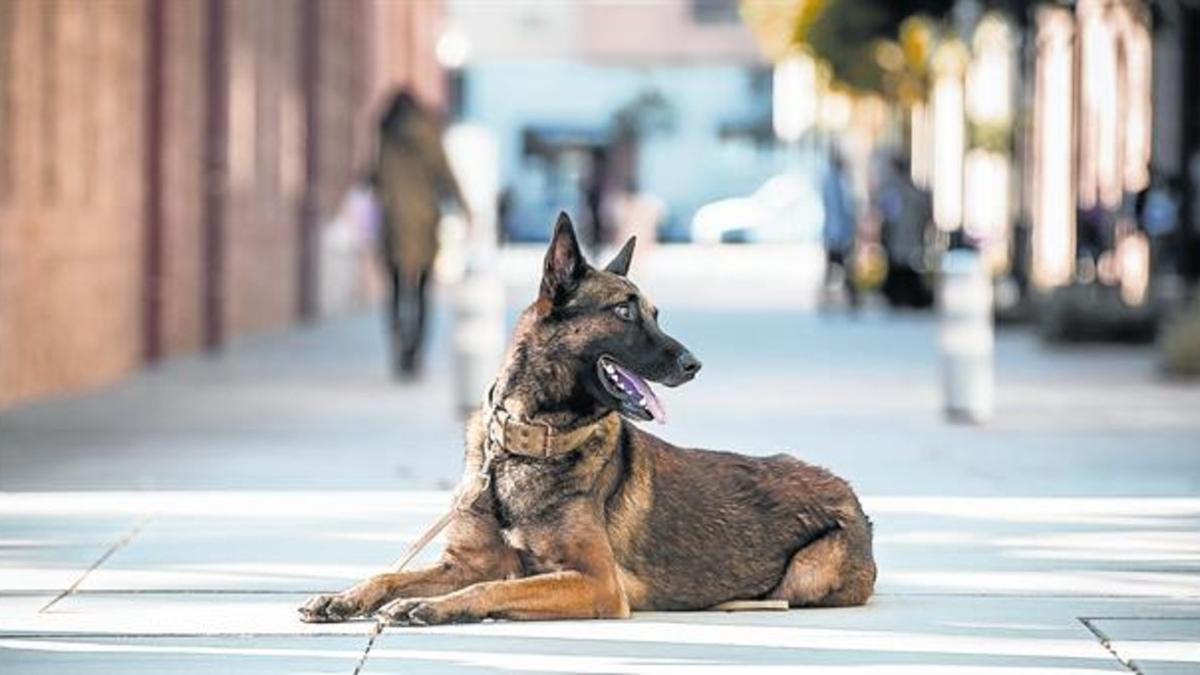 Uno de los perros adiestrados de la Fundación Escan que protegen a mujeres víctimas de la violencia machista.