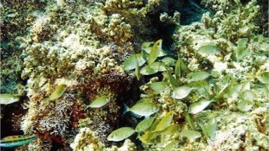 Un estudi del CEAB alerta que el peix conill amenaça l&#039;ecosistema mediterrani