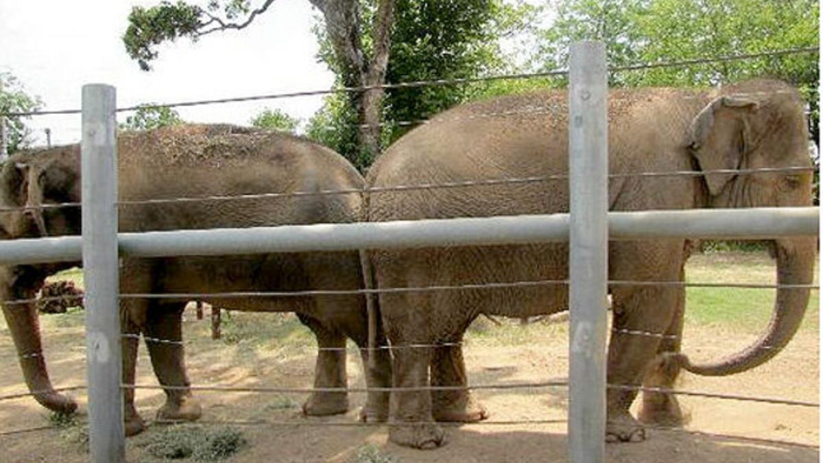 Las elefantas del Dickerson Park Zoo en el 2011.