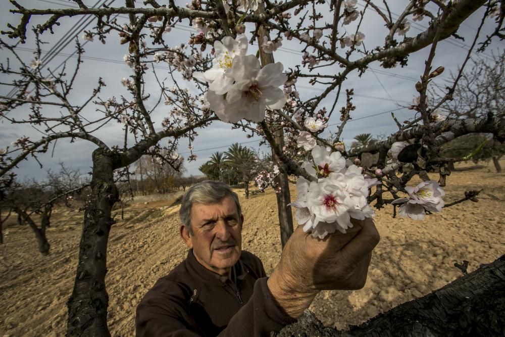 Los almendros comienzan la floración en Elche