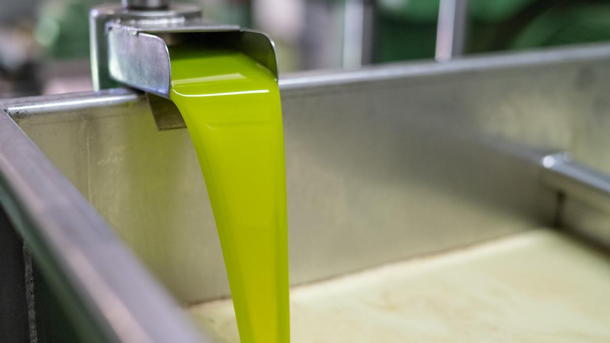 Proceso de producción del aceite virgen extra en un molino de la DO Garrigues.