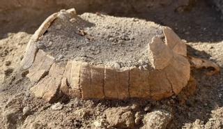 Sorpresa en las excavaciones de Pompeya: aparece una tortuga con su huevo