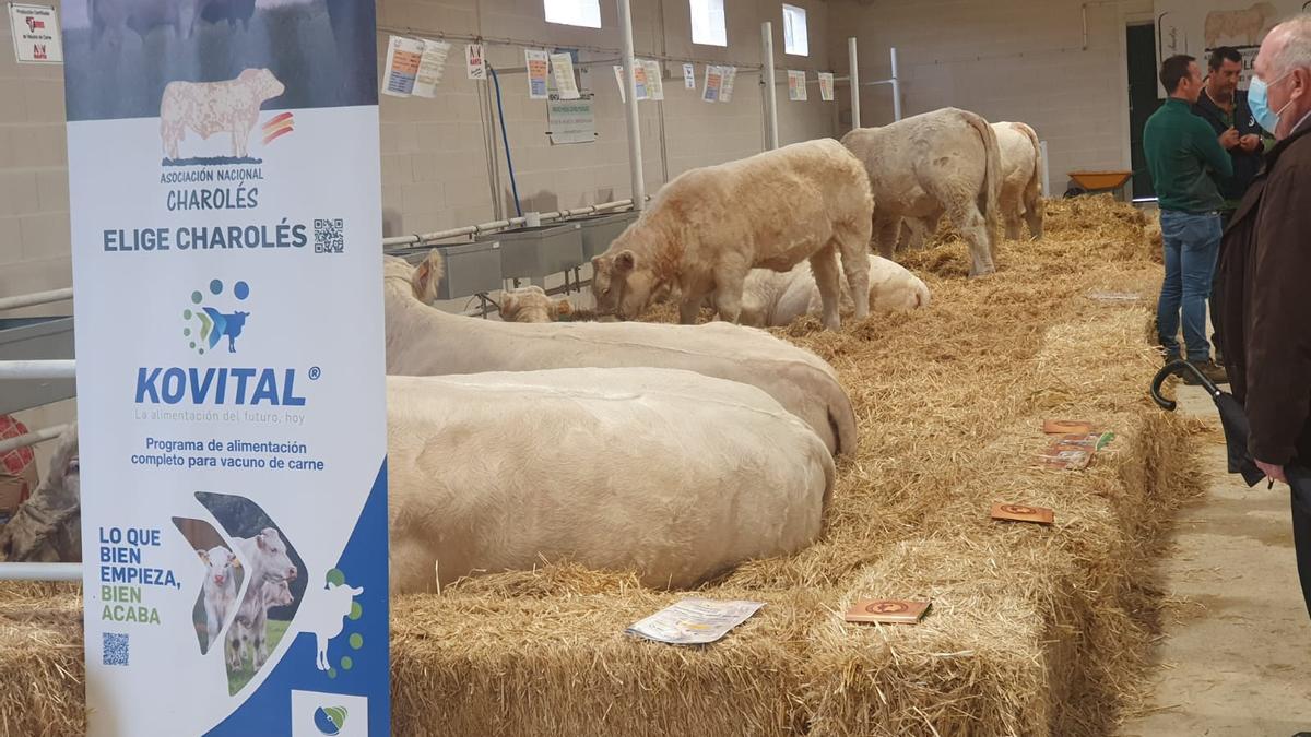 Exposición de ejemplares de charolés en la última edición de la Feria de Albalá.