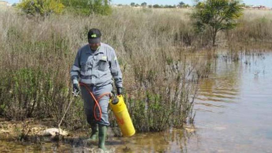 Las lluvias originan una plaga de mosquitos que va de las urbanizaciones al casco urbano