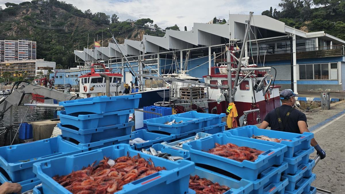 Pescadors transportant gamba vermella cap a la llotja de Blanes
