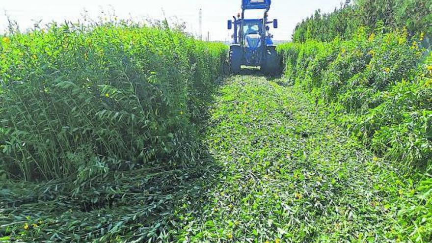 La planta leguminosa sembrada en la isla ha llegado a una altura de 1,40 metros. | CAIB