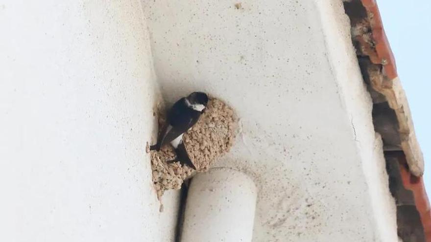 umedales alerta en Elche del impacto de las obras de San Antón y Porfirio Pascual sobre aves protegidas