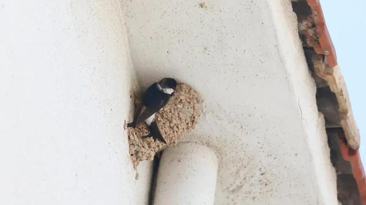 Un ejemplar de avión en el barrio de San Antón donde se están derribando edificios en época de cría