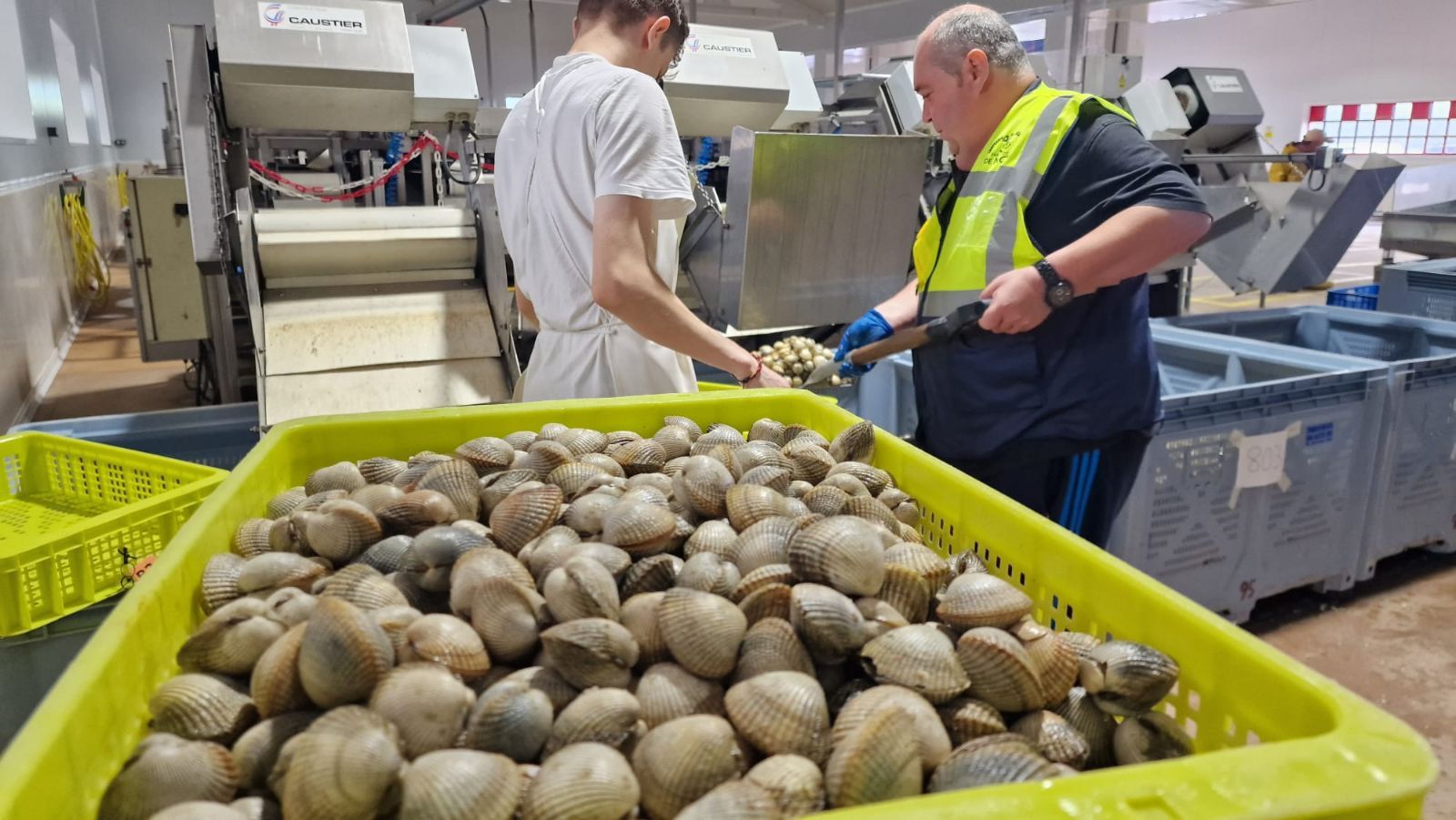 Así es el día a día en el puerto y la lonja de O Testal (Noia), donde cada vez se dan cita más mariscadores arousanos.