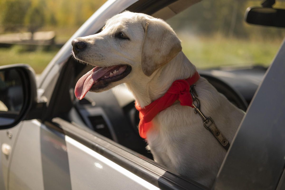 ¿Vas dejar a tu mascota en el coche este verano? Cuidado con esta multa
