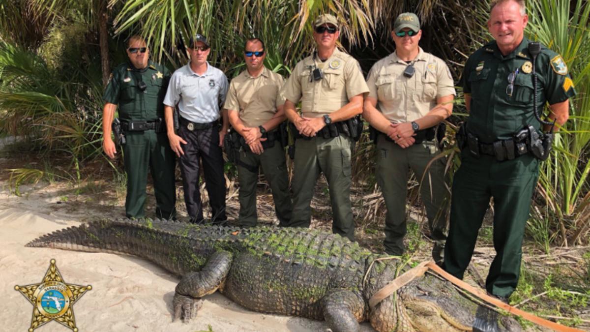 Capturan un caimán en Florida