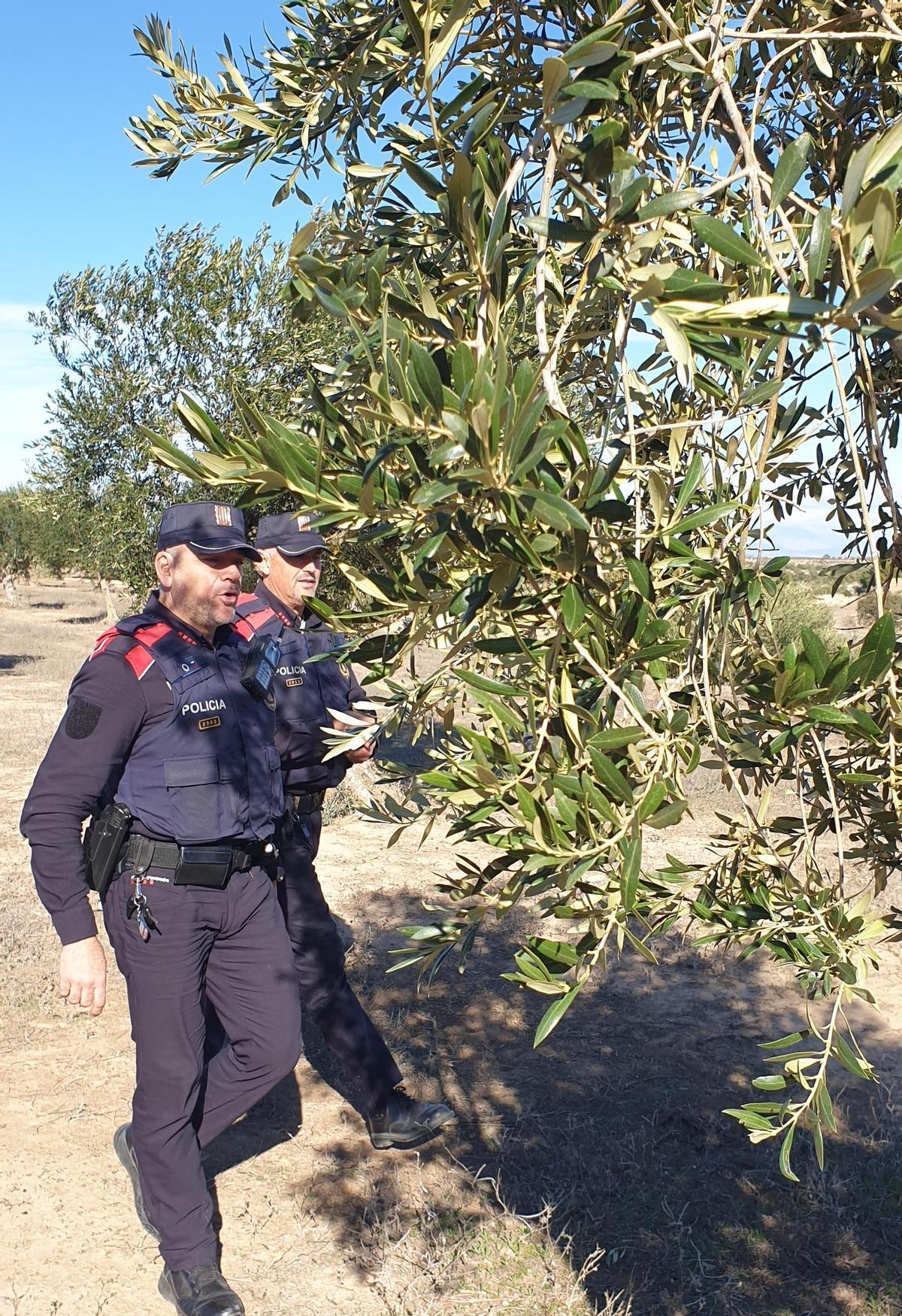 Mossos visitando olivares