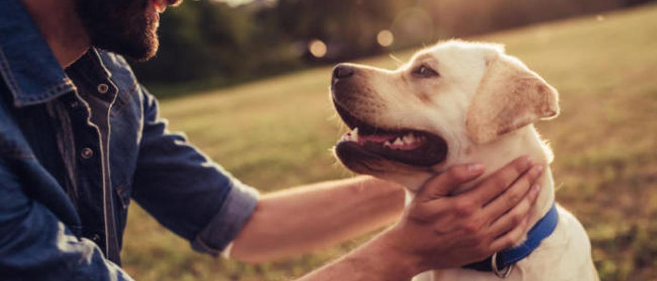 ¿Se alquilan perros para estos días?: así fue la surrealista llamada que recibió el Albergue de Animales de Oviedo