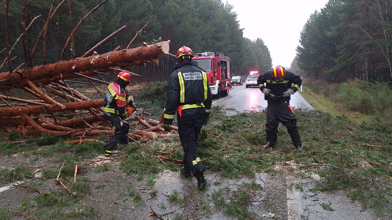 Los bomberos de Rionegro del Puente retiran un enorme pino sobre la N-525.