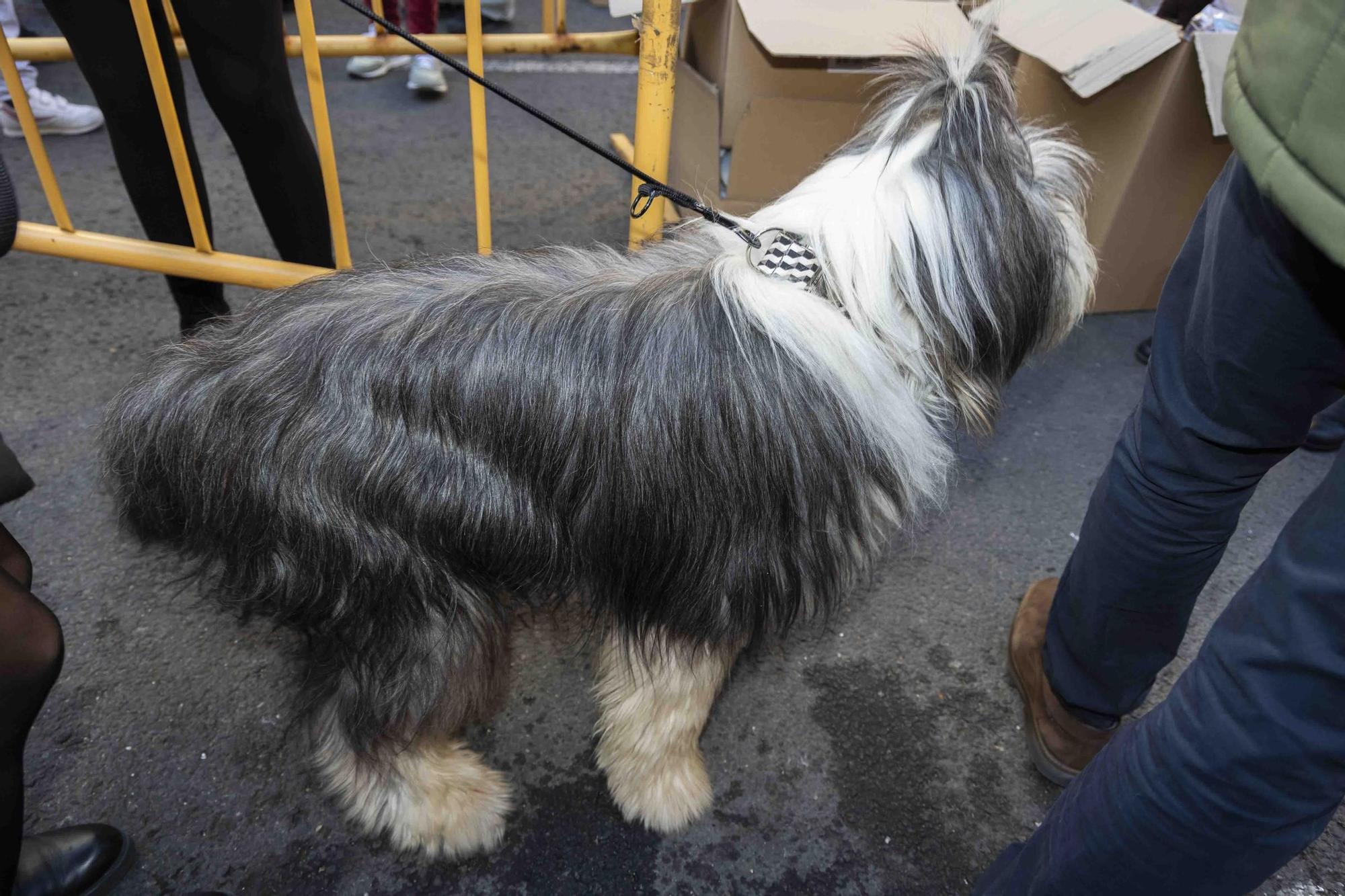 Búscate en la bendición de animales de Sant Antoni