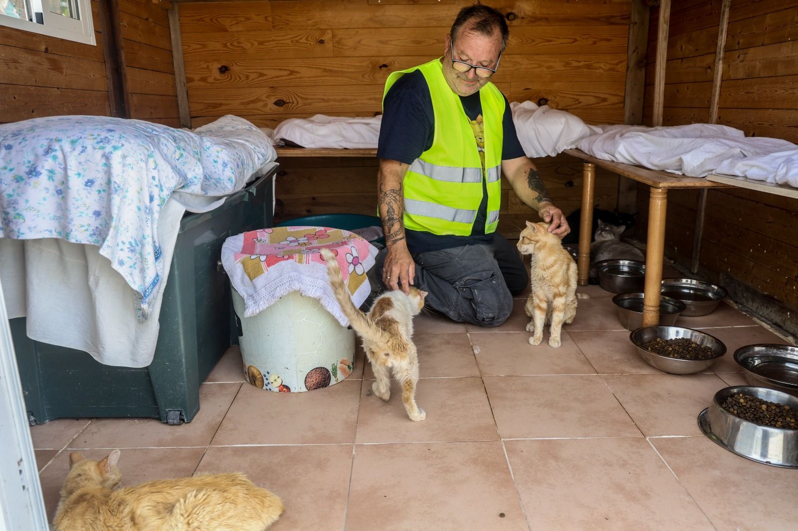 En riesgo el futuro de 400 gatos de Alicante debido a la delicada situación de su protectora