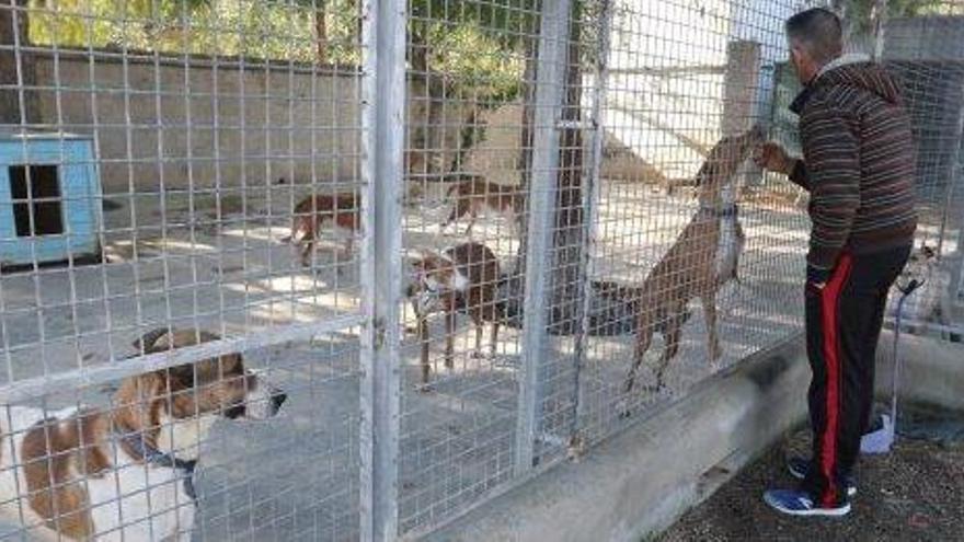 La Policía retira siete bulldogs americanos que ya mordieron a una persona en Ibiza