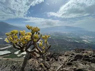 El Estado destina 10,5 millones a comprar casas para afectados del volcán de La Palma