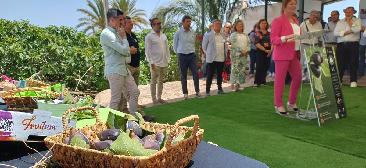 Acto del corte de la breva en Albatera 2024 Acto del corte de la breva en Albatera 2024