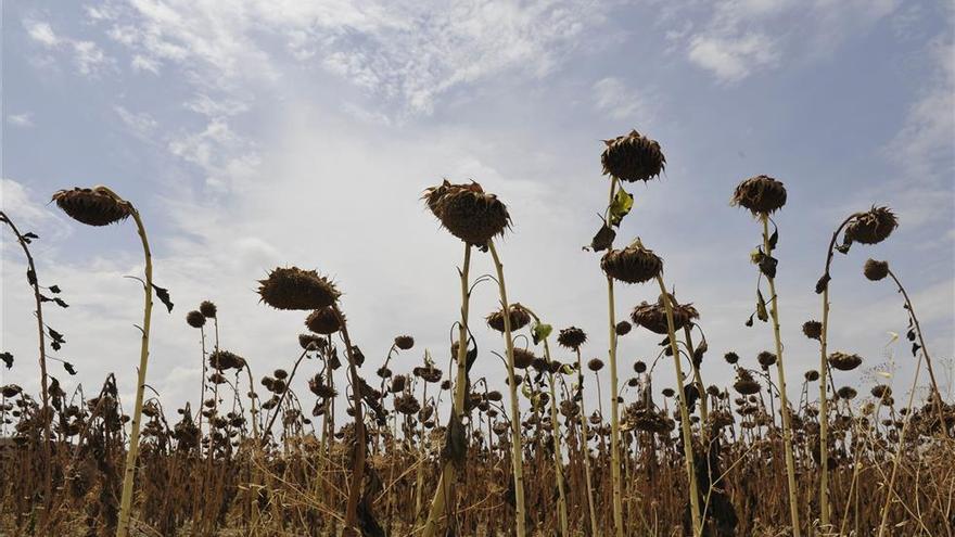 La cosecha de girasol subirá un 50% en Córdoba