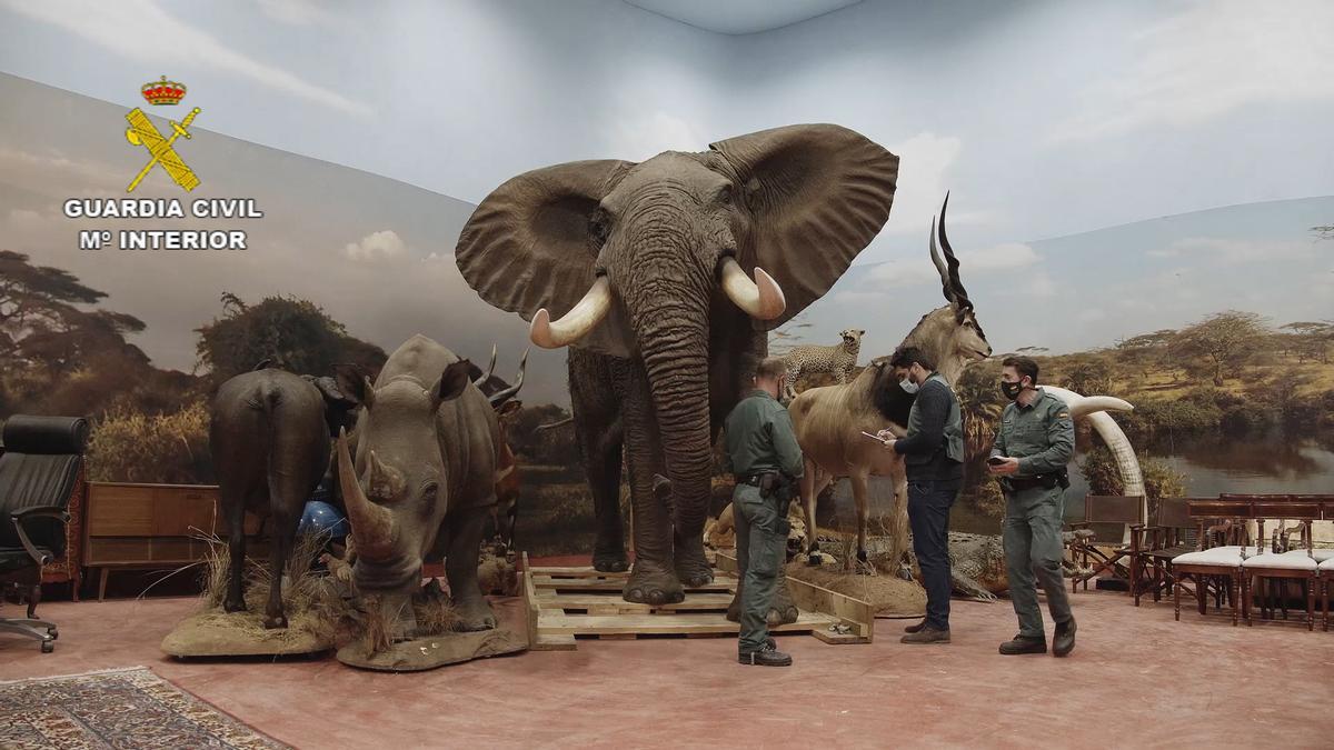 Los animales se exhibían como si de un museo se tratase, con recreaciones de su hábitat.