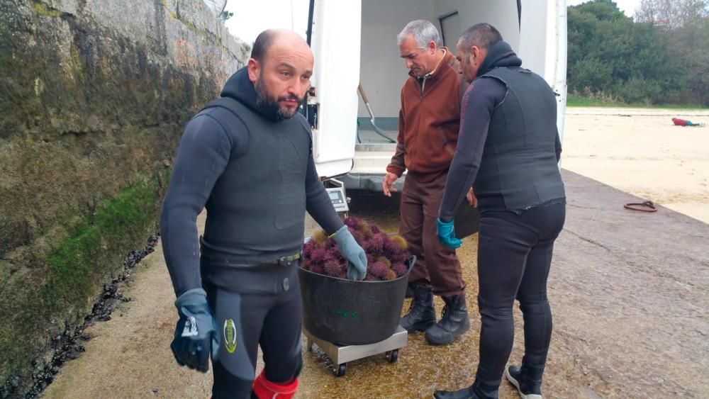 Campaña de erizo en O Grove