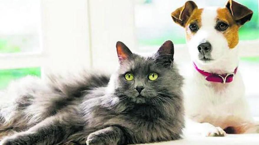 Nestlé Purina refuerza la nutrición de perros y gatos