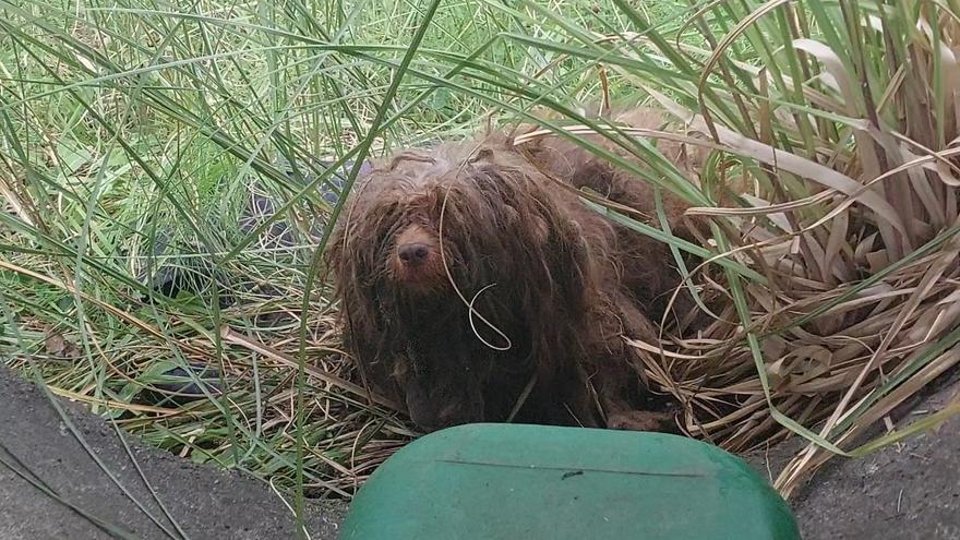 Un vecino de Lugones encuentra un perro abandonado entre la basura