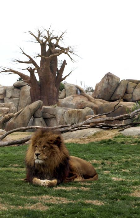 Muere Keops, el rey de la selva