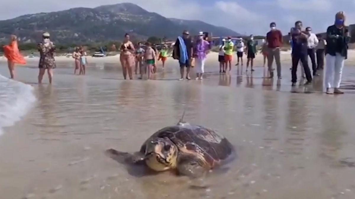 La tortuga boba Sparrow cruza el Mediterráneo