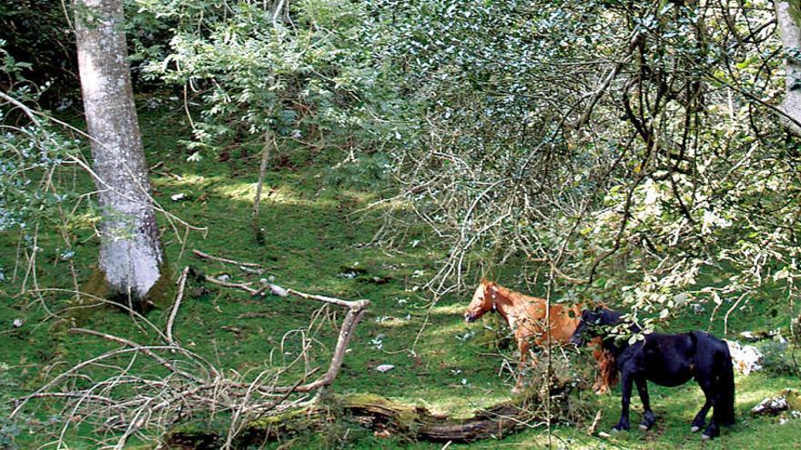 Caballos en un bosque.