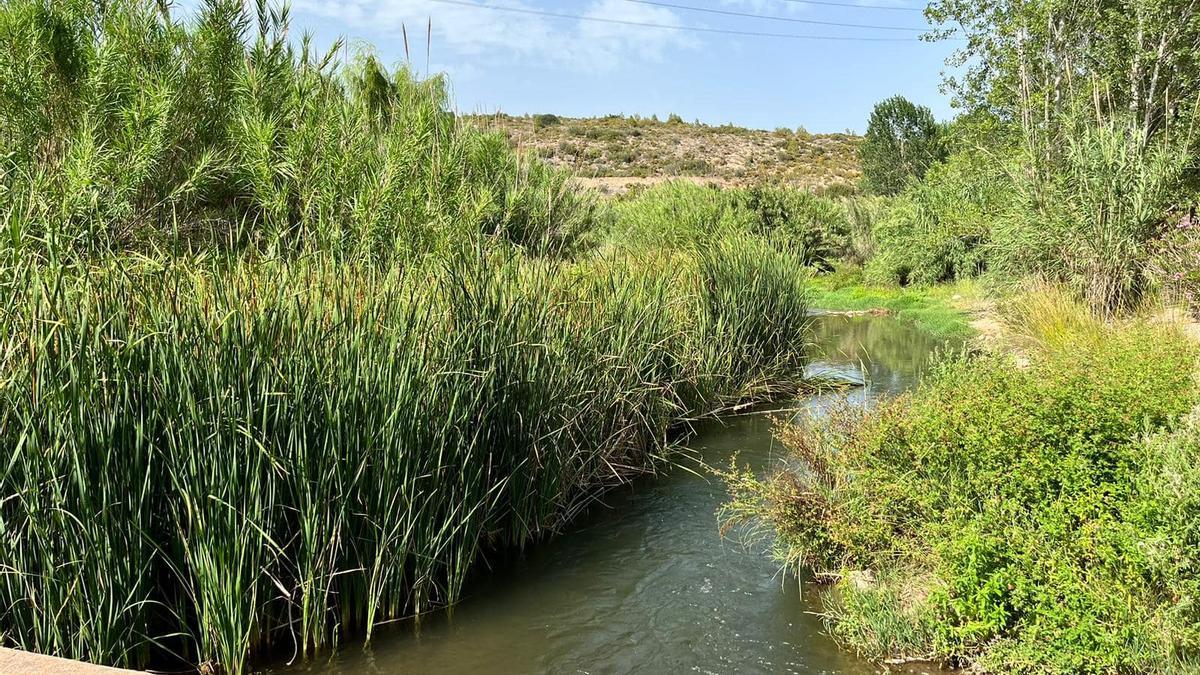 La CHJ retirará el exceso de vegetación en el río Palancia a su paso por Soneja.