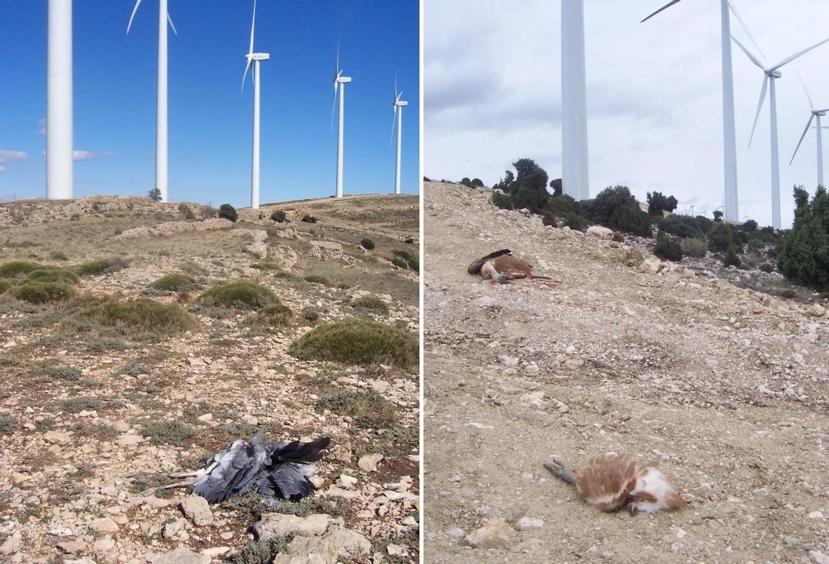 Aves muertas junto a aerogeneradores en la comarca Requena-Utiel