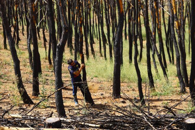 Ateca, un año después del incendio forestal que afectó a 14.000 hectáres