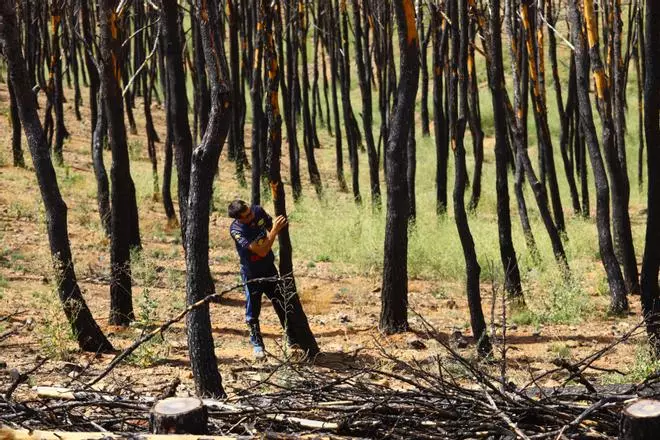 En imágenes | Un año del incendio de Ateca: "Seguimos llorando"