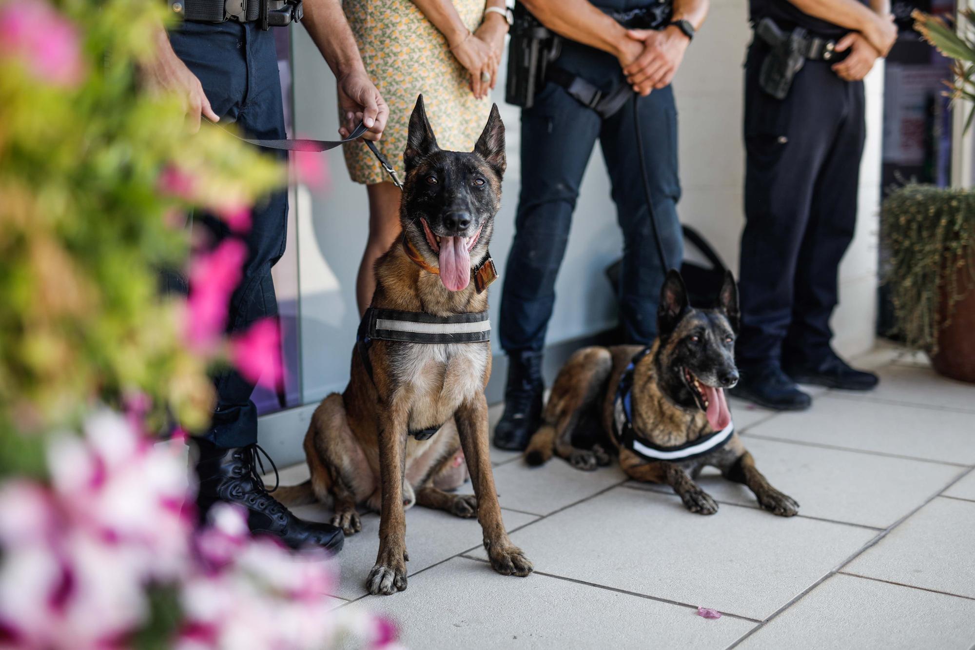 Kata y Mustang, los dos nuevos agentes caninos de Sant Antoni