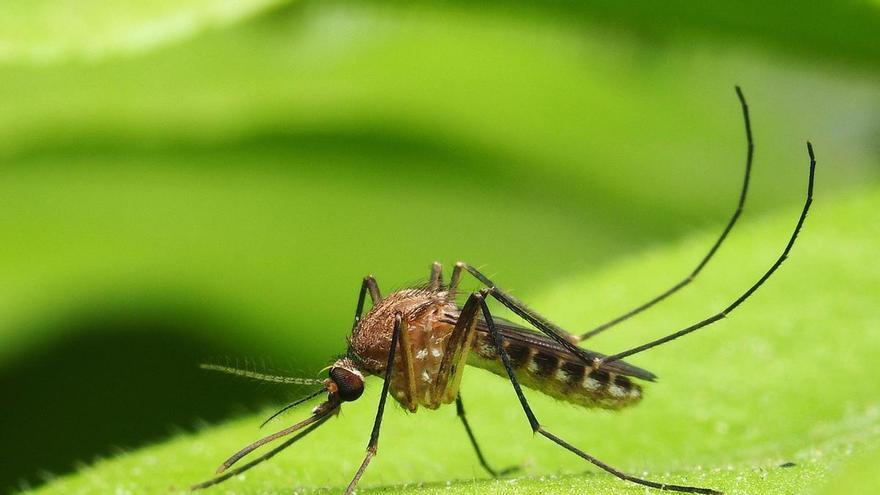 ¿Por qué los humanos estamos cada vez más expuestos a las picaduras de los mosquitos?