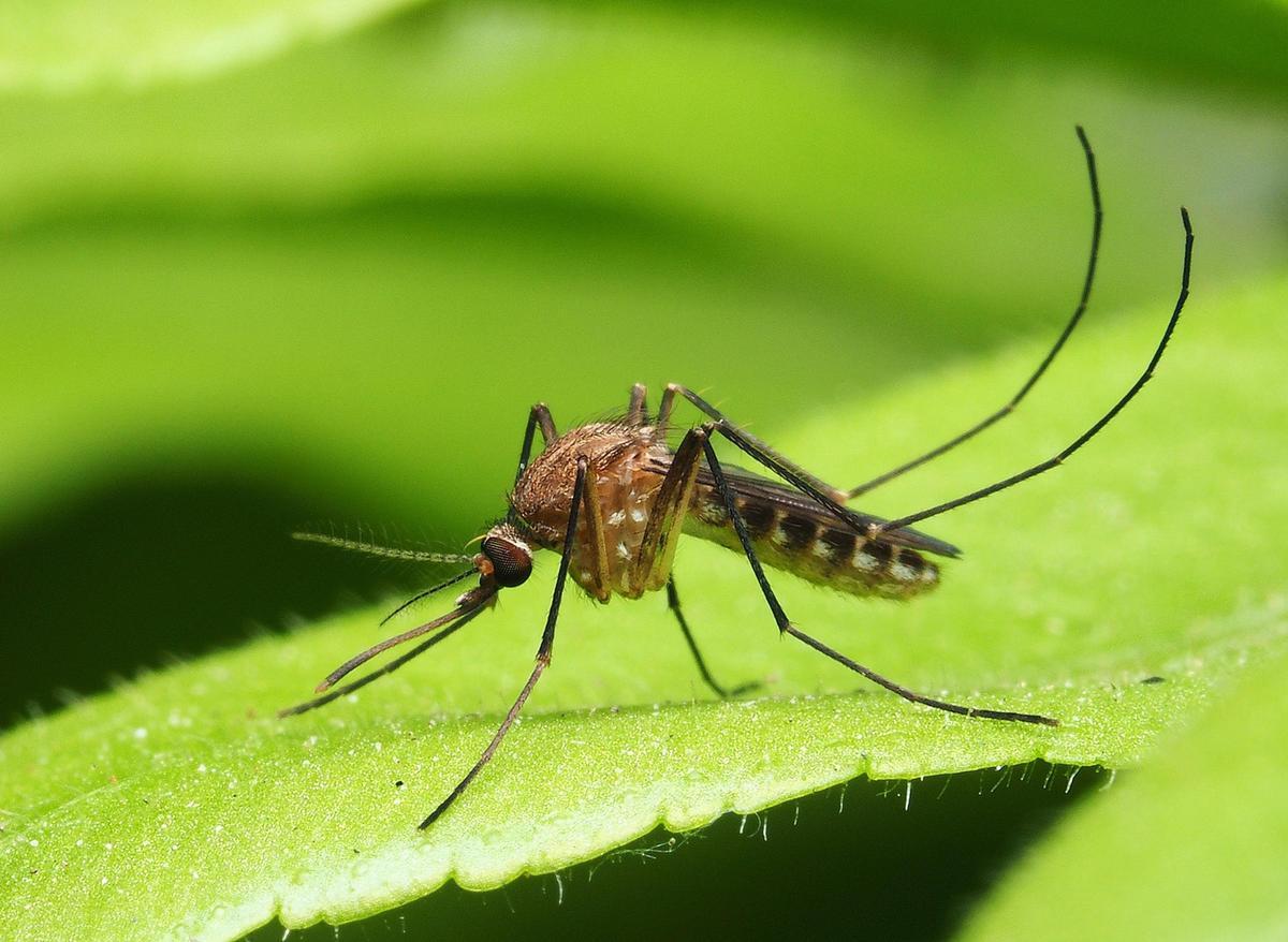 Los mosquitos son transmisores de enfermedades graves