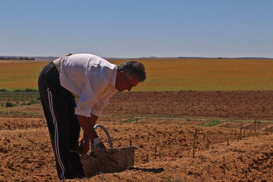 Recolecta de espárragos en Fuentesaúco (Zamora)