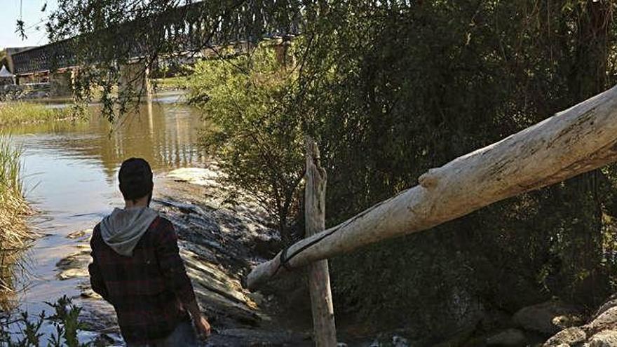 Un zamorano accede al río desde uno de los pasos construidos con troncos caídos y ramaje, situado junto a la Ciudad Deportiva.