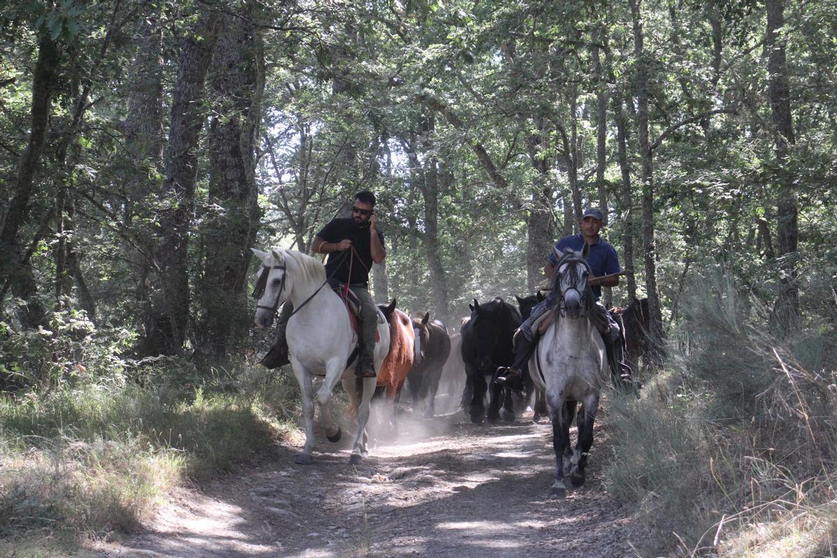 GALERÍA | La Sierra Segundera, el destino de un centenar de yeguas