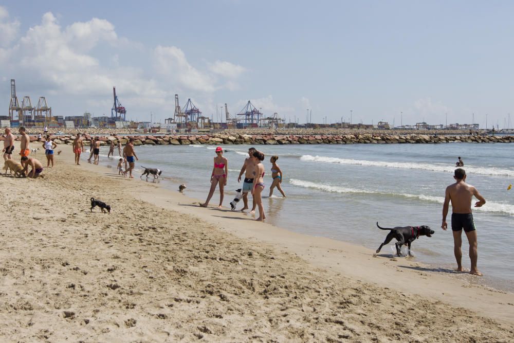 La playa para perros de Pinedo, a reventar