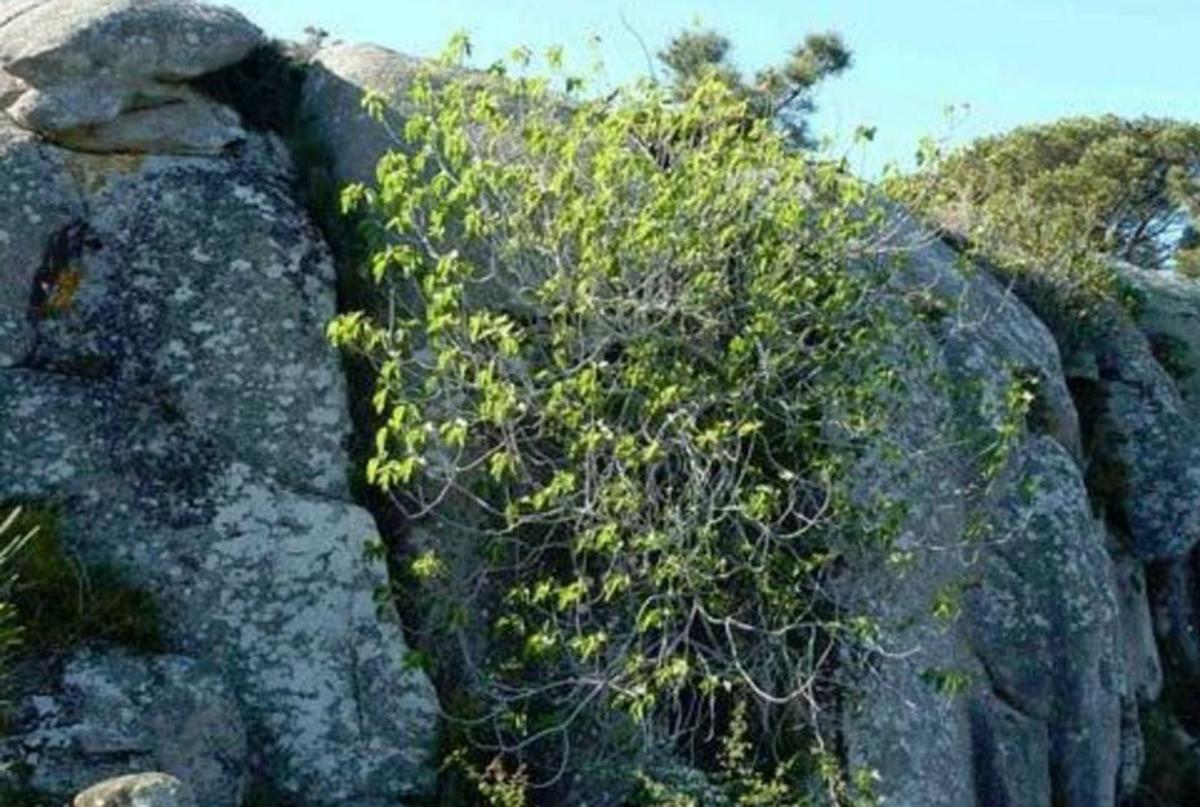 El arqueólogo de la Diputación Rafael Rodríguez posa sobre el lugar en el que se encuentra la Pedra da Santa. | // IÑAKI ABELLA