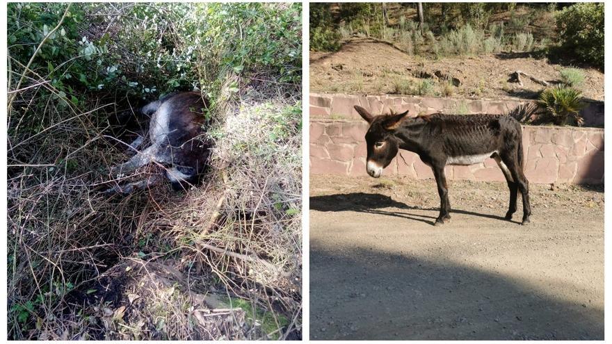 Fiscalía ve maltrato animal en la muerte de los burros del Desert y eleva el caso al juez