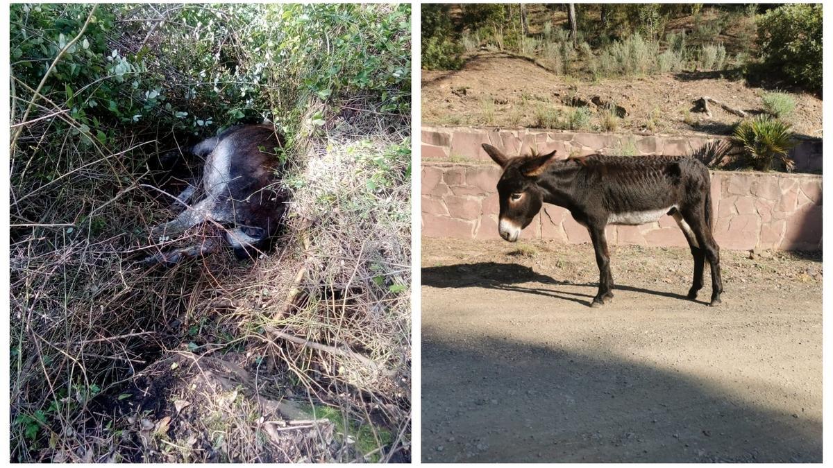 A la izquierda, uno de los burros que hallaron muertos en el Desert. A la derecha, otro animal en evidente estado de desnutrición.